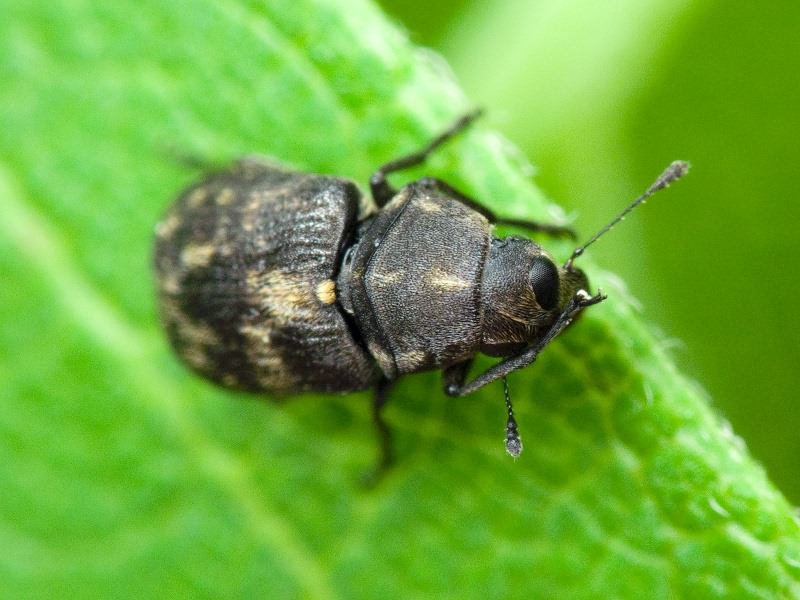 Rhaphitropis marchica (Herbst, 1797)